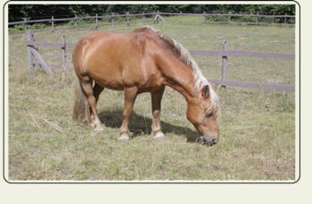 Entwicklung von Boris während der Testphase