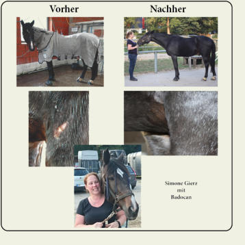 Entwicklung von Badocan während der Testphase