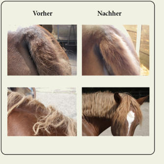 Entwicklung von Toffy während der Testphase