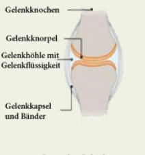 Gesundes Gelenk