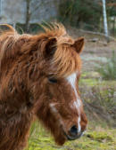 Pferd mit starkem Cushung-Syndrom