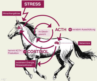 Der Cortisol-Regelkreis