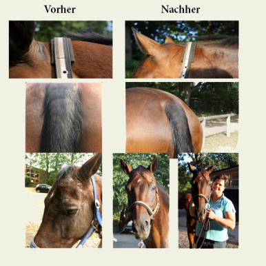 Entwicklung von Coco während der Testphase