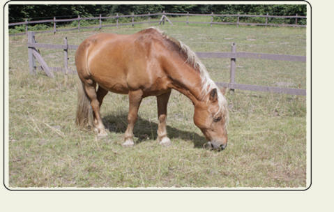 ntwicklung von Boris während der Testphase