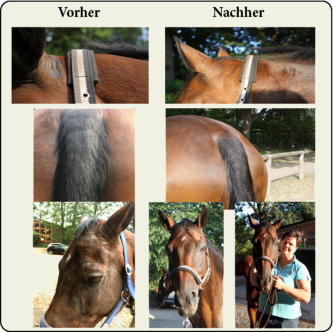 Entwicklung von Coco während der Testphase