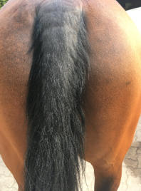 Pferd mit leichtem Sommerekzem