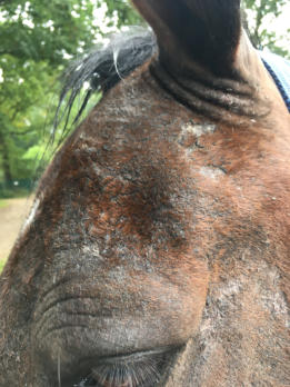 Pferd mit schwerem Sommerekzem
