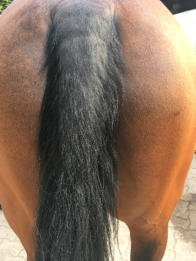 Pferd mit leichtem Sommerekzem