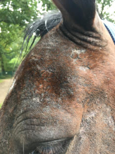 Pferd mit schwerem Sommerekzem