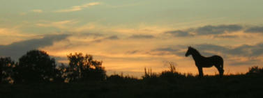 Die 360° Sommerekzem - Methode