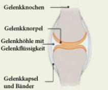 Gesundes Gelenk