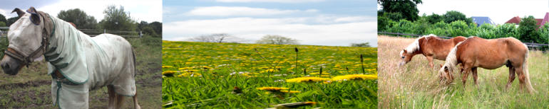 Sommerekzem Vorher und Nachher