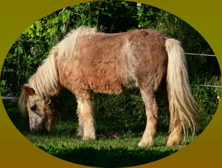 Pferd mit dem Equinen Cushing Syndrom