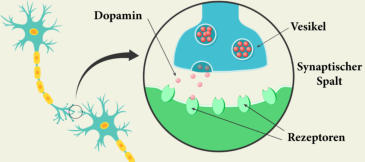 Die Wirkung von Dopamin