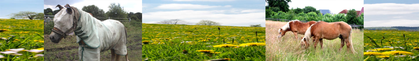 Sommerekzem Vorher und Nachher