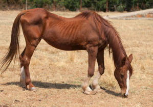 Durch Cushing abgemagertes Pferd